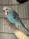 adoptable Bird in  named QUESO