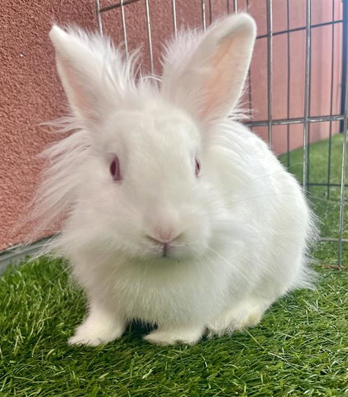 EINSTEIN - Shorthaired Rabbit available for adoption