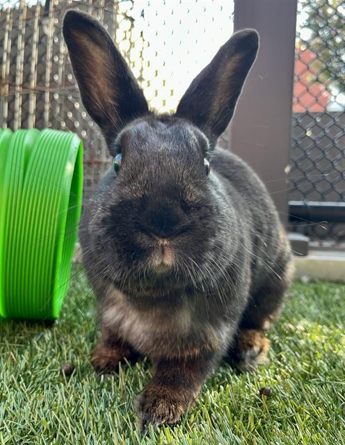 PEPPER Image