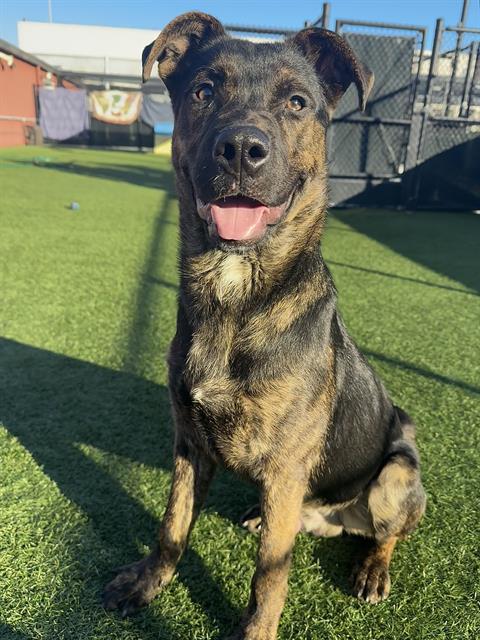 CARE BEAR, an adoptable Pit Bull Terrier in San Francisco, CA