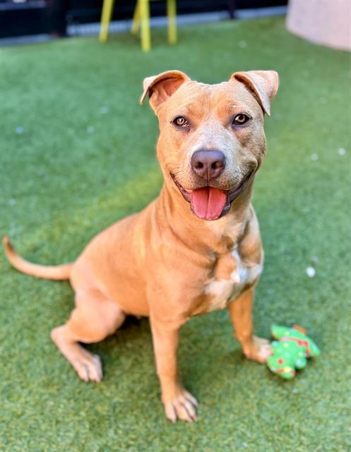 IZZY, an adoptable Pit Bull Terrier in San Francisco, CA