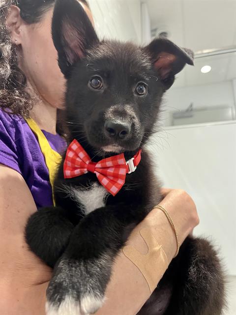 FAMOUS AMOS, an adoptable German Shepherd Dog in San Francisco, CA
