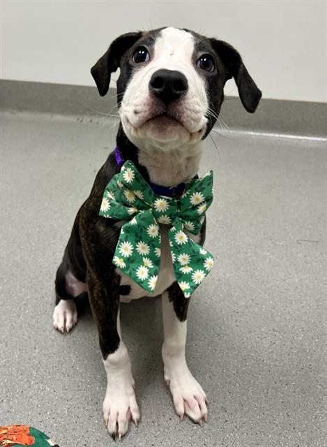 LADY, an adoptable Pit Bull Terrier in San Francisco, CA