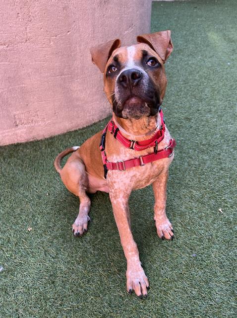 RIGBY, an adoptable Pit Bull Terrier in San Francisco, CA