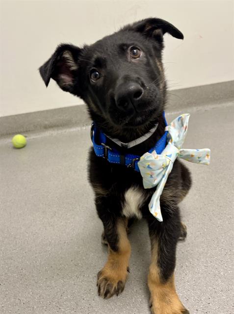 THIN MINT, an adoptable German Shepherd Dog in San Francisco, CA