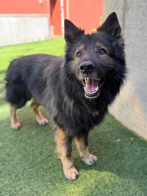 ASLAN, an adoptable German Shepherd Dog in San Francisco, CA