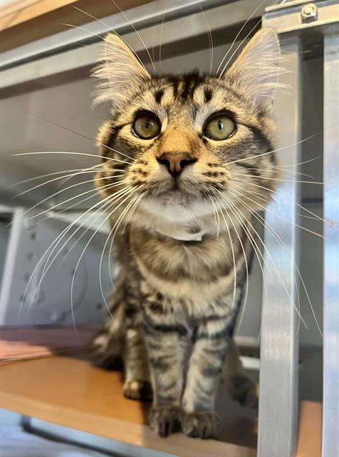 picture of the cat needing adoption