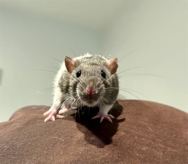 ALVIN