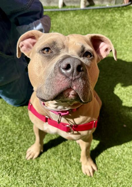 LEMON LOAF, an adoptable Pit Bull Terrier in San Francisco, CA