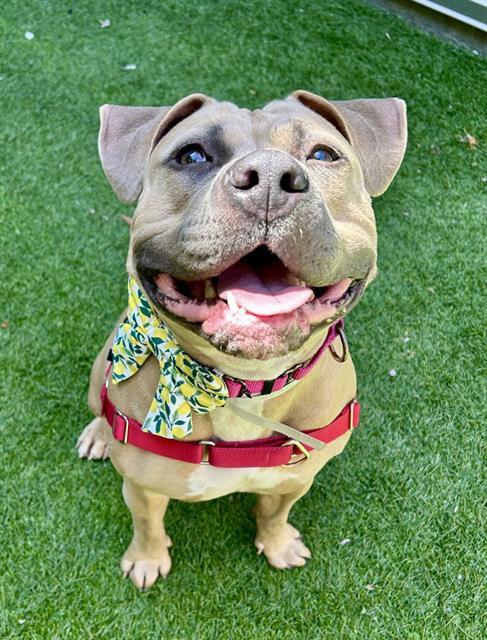 LEMON LOAF, an adoptable Pit Bull Terrier in San Francisco, CA