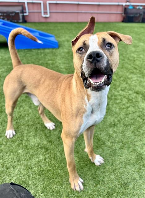 PEZ, an adoptable Pit Bull Terrier in San Francisco, CA