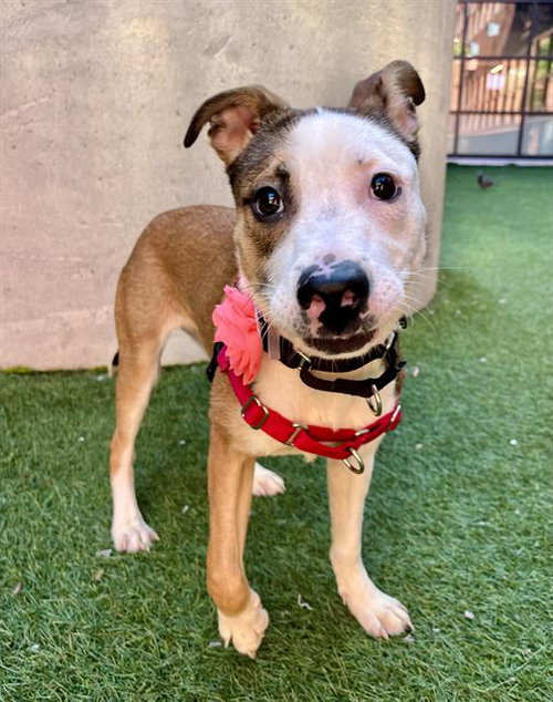 FLORA, an adoptable Pit Bull Terrier in San Francisco, CA