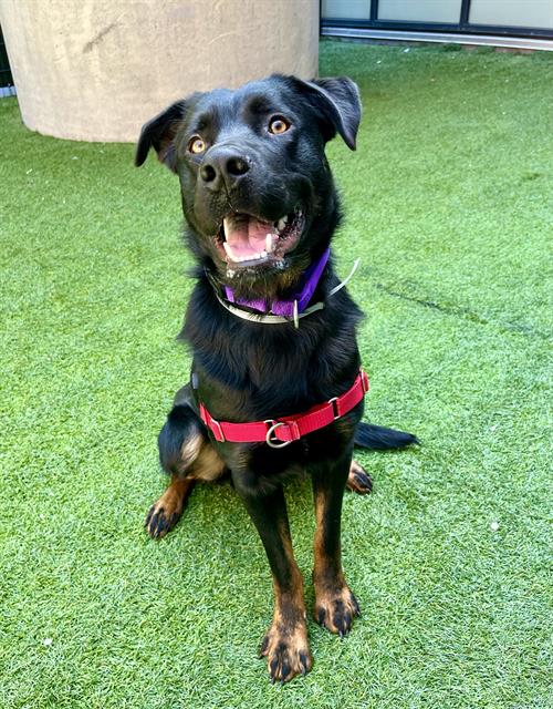 SEBASTIAN, an adoptable Rottweiler in San Francisco, CA