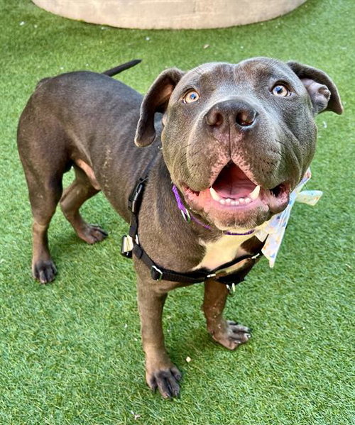HORTON, an adoptable Pit Bull Terrier in San Francisco, CA