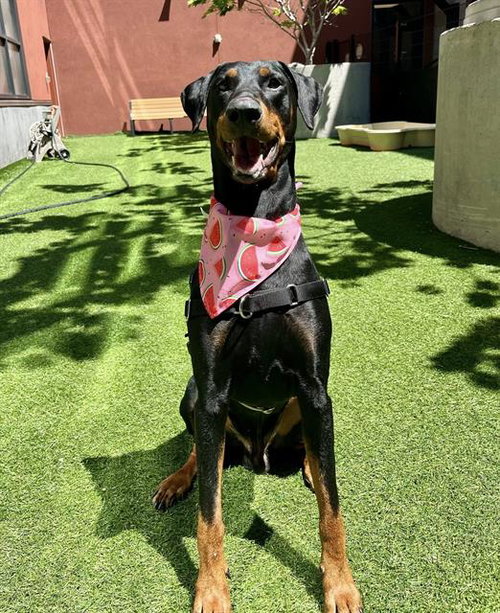 GABE, an adoptable Doberman Pinscher in San Francisco, CA