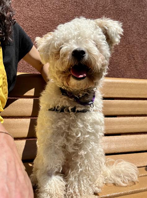 OONA, an adoptable Poodle in San Francisco, CA