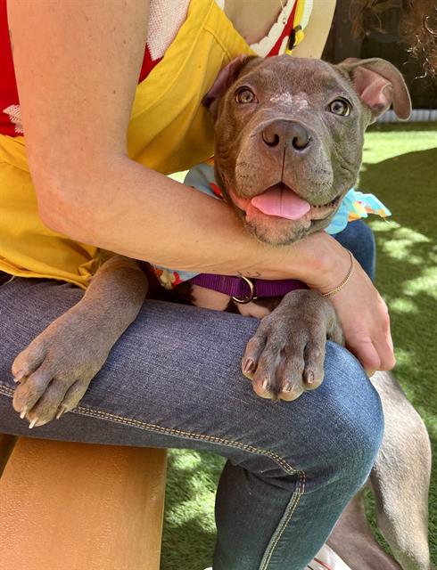 APOLLO, an adoptable Pit Bull Terrier in San Francisco, CA