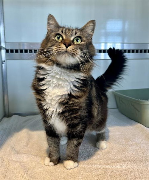 MEGUMIN, an adoptable Domestic Short Hair in San Francisco, CA