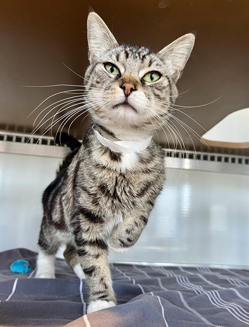 MARTIN, an adoptable Domestic Short Hair in San Francisco, CA