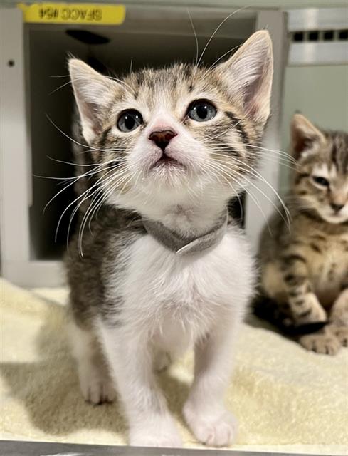 FORREST, an adoptable Domestic Short Hair in San Francisco, CA