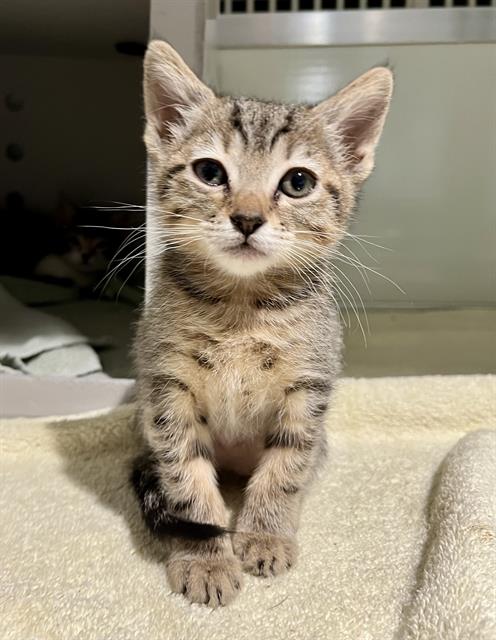 SHELLY, an adoptable Domestic Short Hair in San Francisco, CA