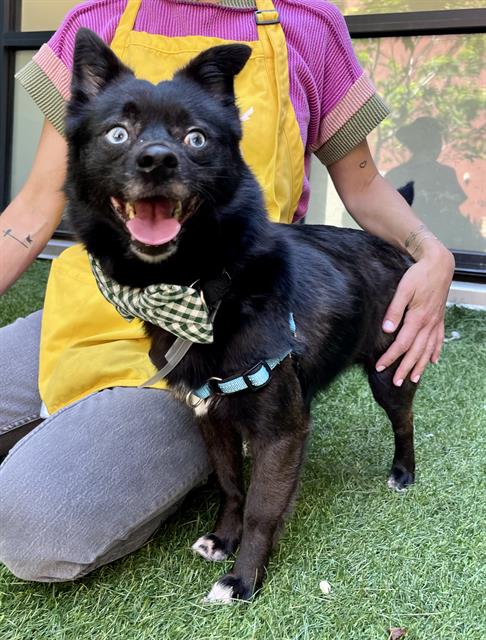 UNO, an adoptable Pomeranian in San Francisco, CA