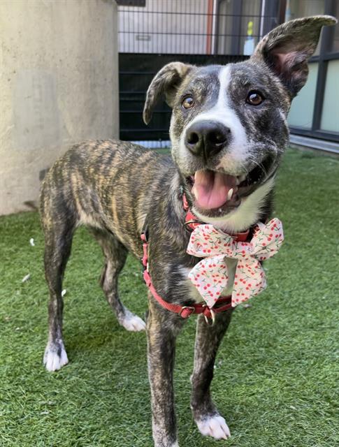GEMINI, an adoptable Pit Bull Terrier in San Francisco, CA