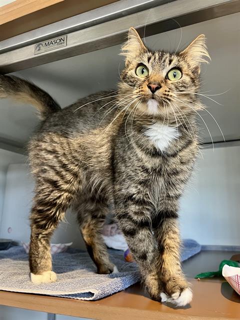 TINA, Young Domestic Short Hair (medium coat), cat for adoption in San Rafael, California