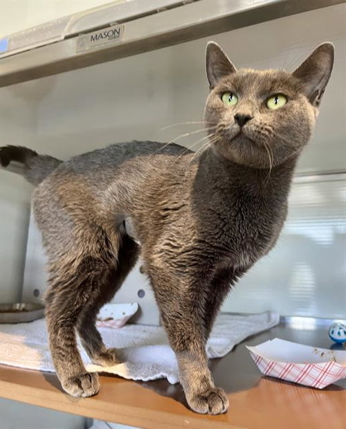 MISTY, Young Domestic Short Hair (medium coat), cat for adoption in San Rafael, California