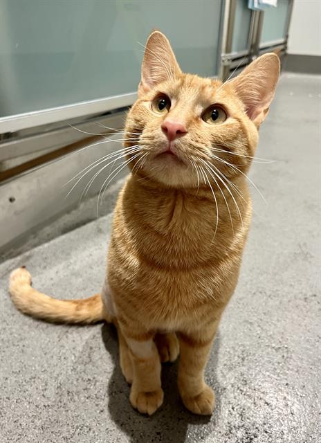 CHEESY STEVE, Young Domestic Short Hair (medium coat), cat for adoption in San Rafael, California