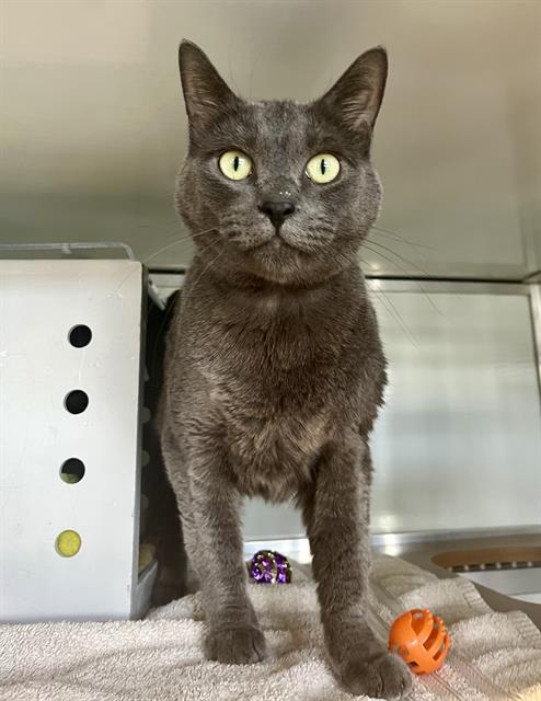 SHADOW, Adult Domestic Short Hair (medium coat), cat for adoption in San Rafael, California