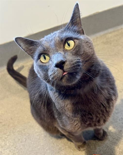 SHADOW, Adult Domestic Short Hair (medium coat), cat for adoption in Petaluma, California
