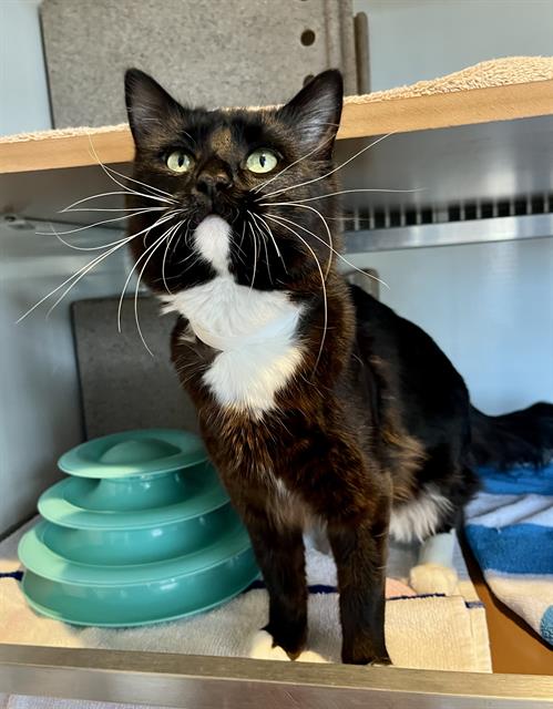 SPIDY, Young Domestic Short Hair (medium coat), cat for adoption in Petaluma, California
