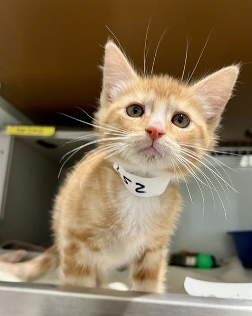 LUKE, Baby Domestic Short Hair (medium coat), cat for adoption in Petaluma, California