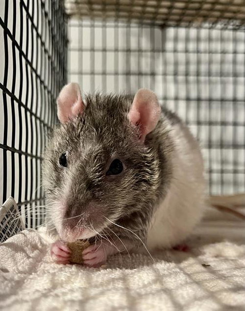 PETER