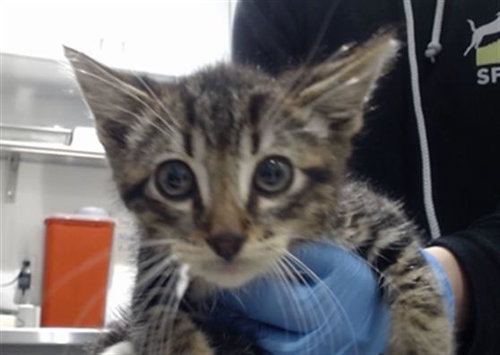 RONNIE, Baby Domestic Short Hair (medium coat), cat for adoption in Vallejo, California