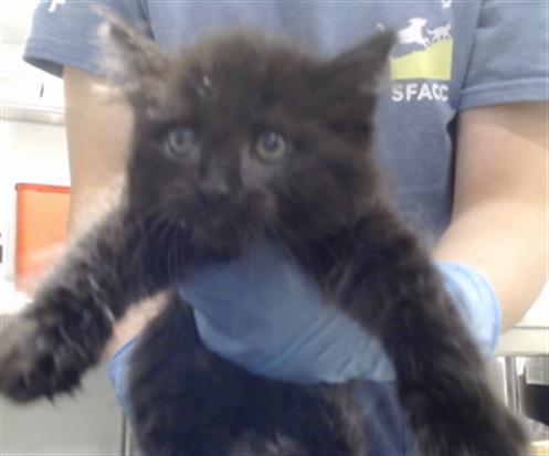 SHANNON, Baby Domestic Short Hair (medium coat), cat for adoption in Vallejo, California