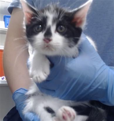 CLARISA, Baby Domestic Short Hair (medium coat), cat for adoption in Vallejo, California