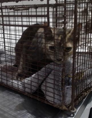 TIGRA, Young Domestic Short Hair (medium coat), cat for adoption in Vallejo, California