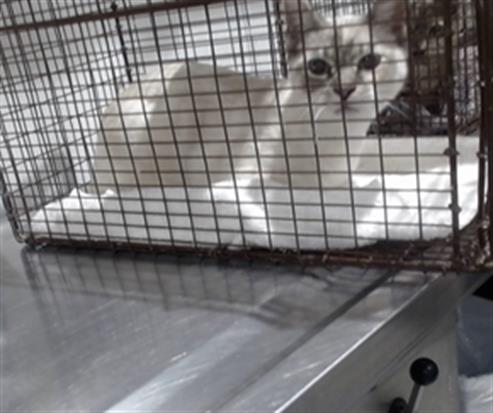 SNOW, Young Domestic Short Hair (medium coat), cat for adoption in Vallejo, California
