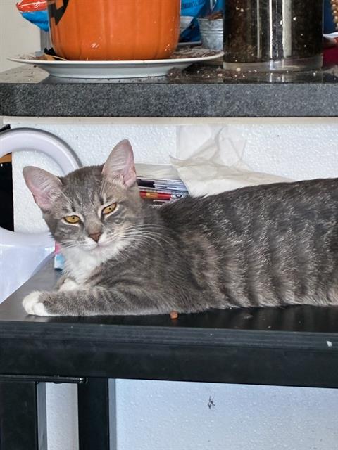 ANNA, Young Domestic Medium Hair (medium coat), cat for adoption in Petaluma, California