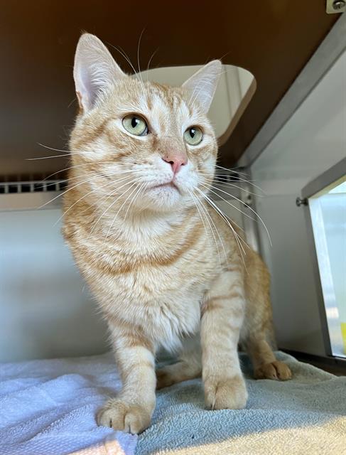 JAKE, Adult Domestic Short Hair (medium coat), cat for adoption in San Bruno, California