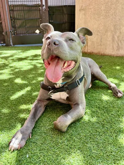 Ryan - Pit Bull Terrier