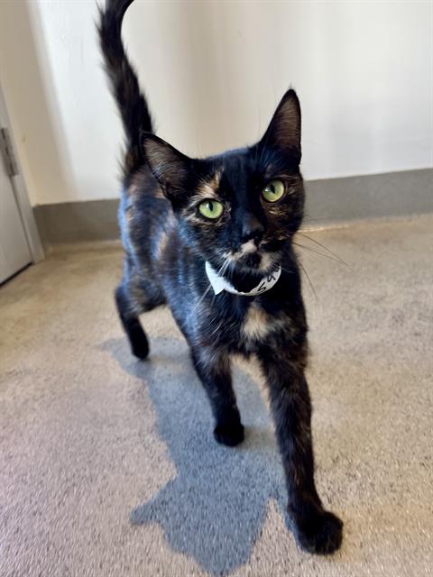 VALERIE, Adult Domestic Short Hair (medium coat), cat for adoption in San Bruno, California