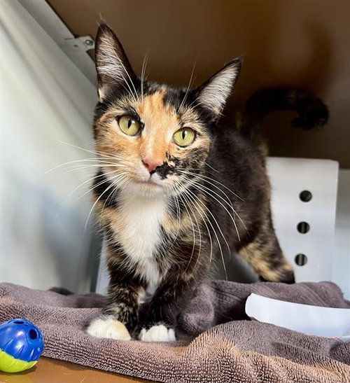 VERONIKA, Adult Domestic Short Hair (medium coat), cat for adoption in San Bruno, California