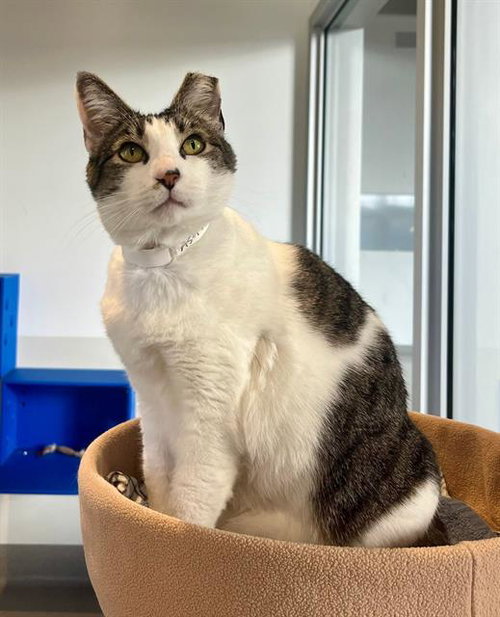 TUBS, Adult Domestic Short Hair (medium coat), cat for adoption in San Bruno, California