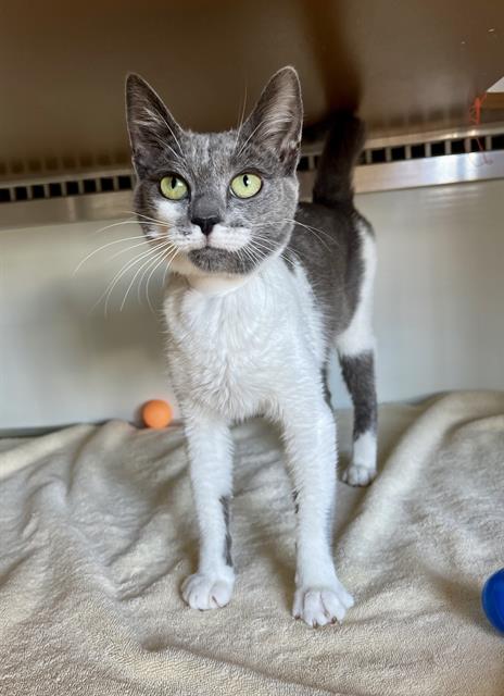 LOUISA, Young Domestic Short Hair (medium coat), cat for adoption in Pittsburg, California