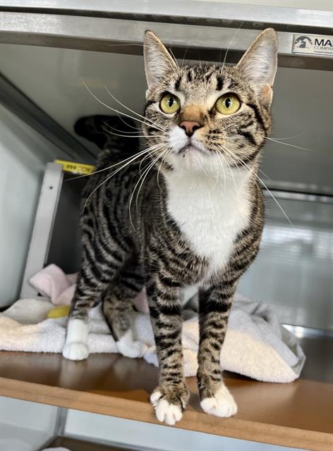 MIMI, Young Domestic Short Hair (medium coat), cat for adoption in Danville, California