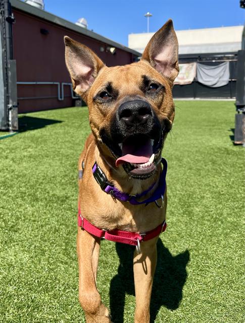 DOOGIE, an adoptable Black Mouth Cur in San Francisco, CA