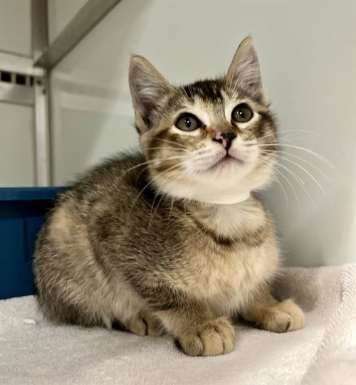 KARINA, Baby Domestic Short Hair (medium coat), cat for adoption in Hayward, California